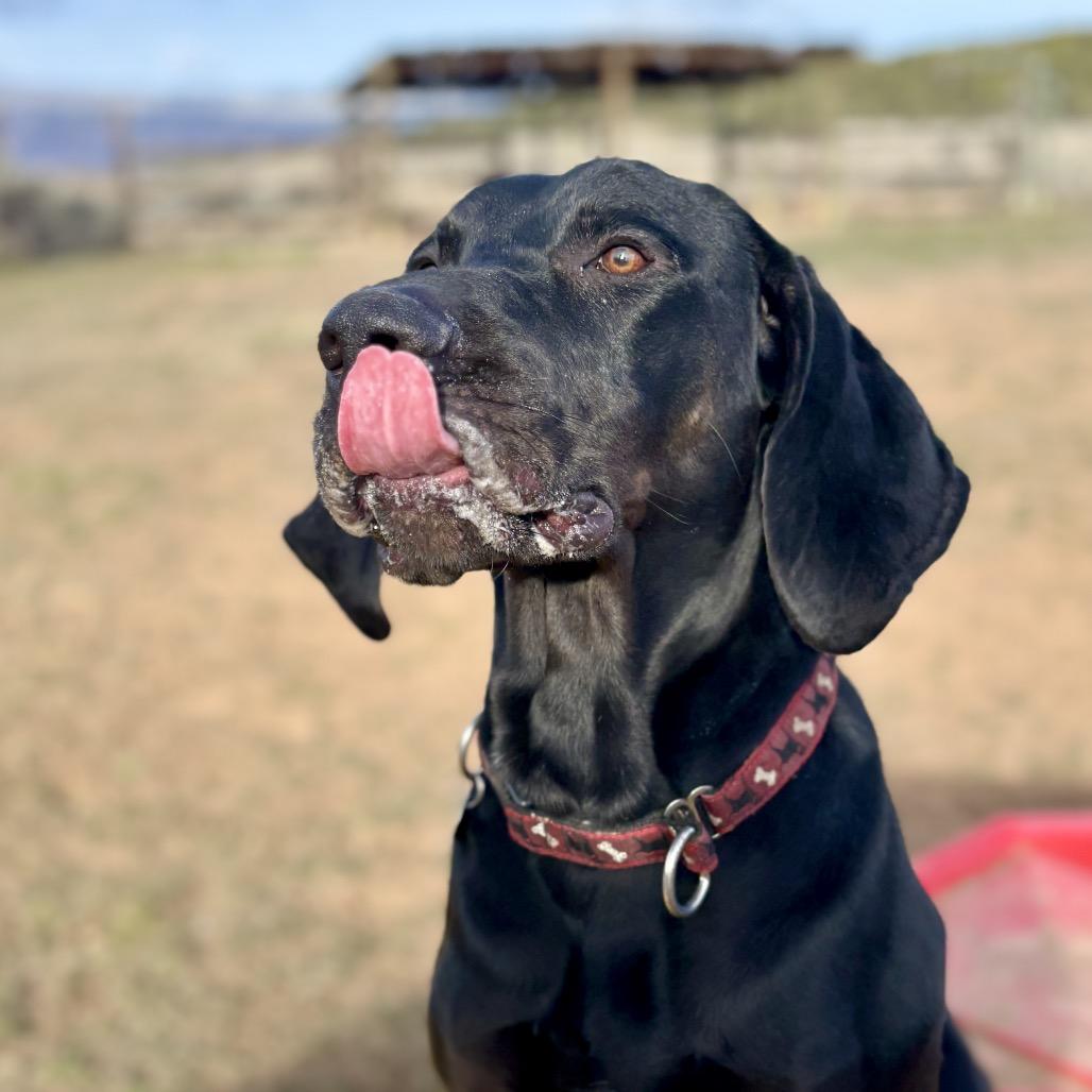 Enlarge Beau, a Adoptable mixed breed in Glenwood Springs, CO image 3/6