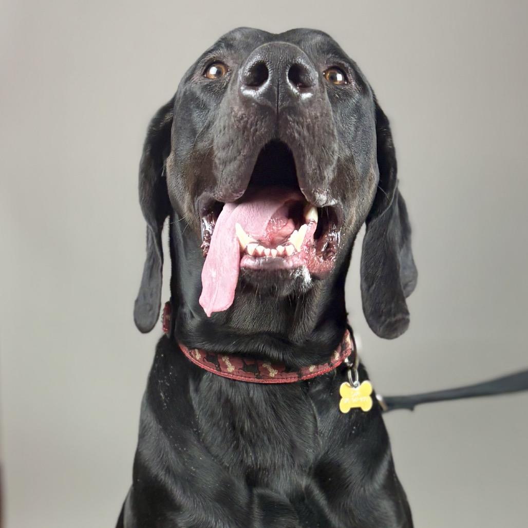 Enlarge Beau, a Adoptable mixed breed in Glenwood Springs, CO image 4/6