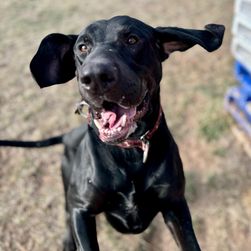 Enlarge Beau, a Adoptable mixed breed in Glenwood Springs, CO image 5/6
