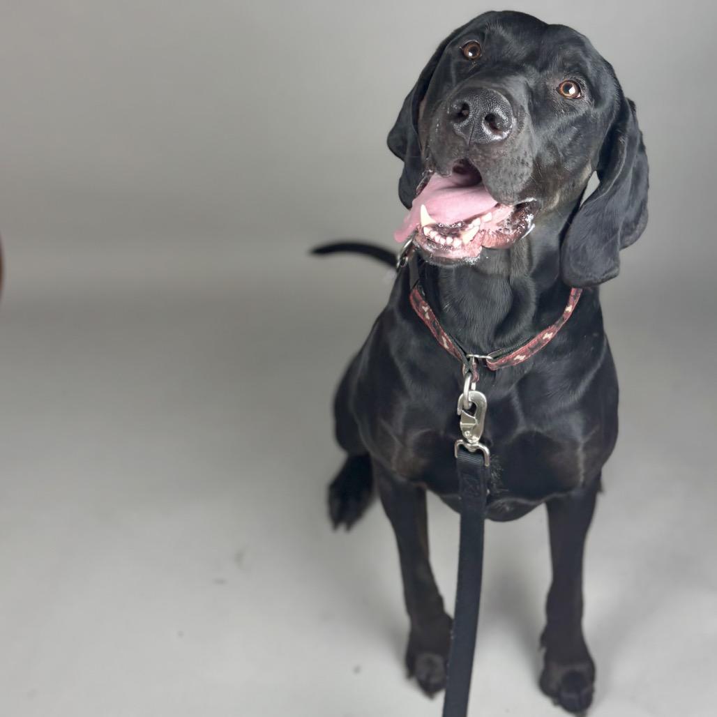 Enlarge Beau, a Adoptable mixed breed in Glenwood Springs, CO image 6/6