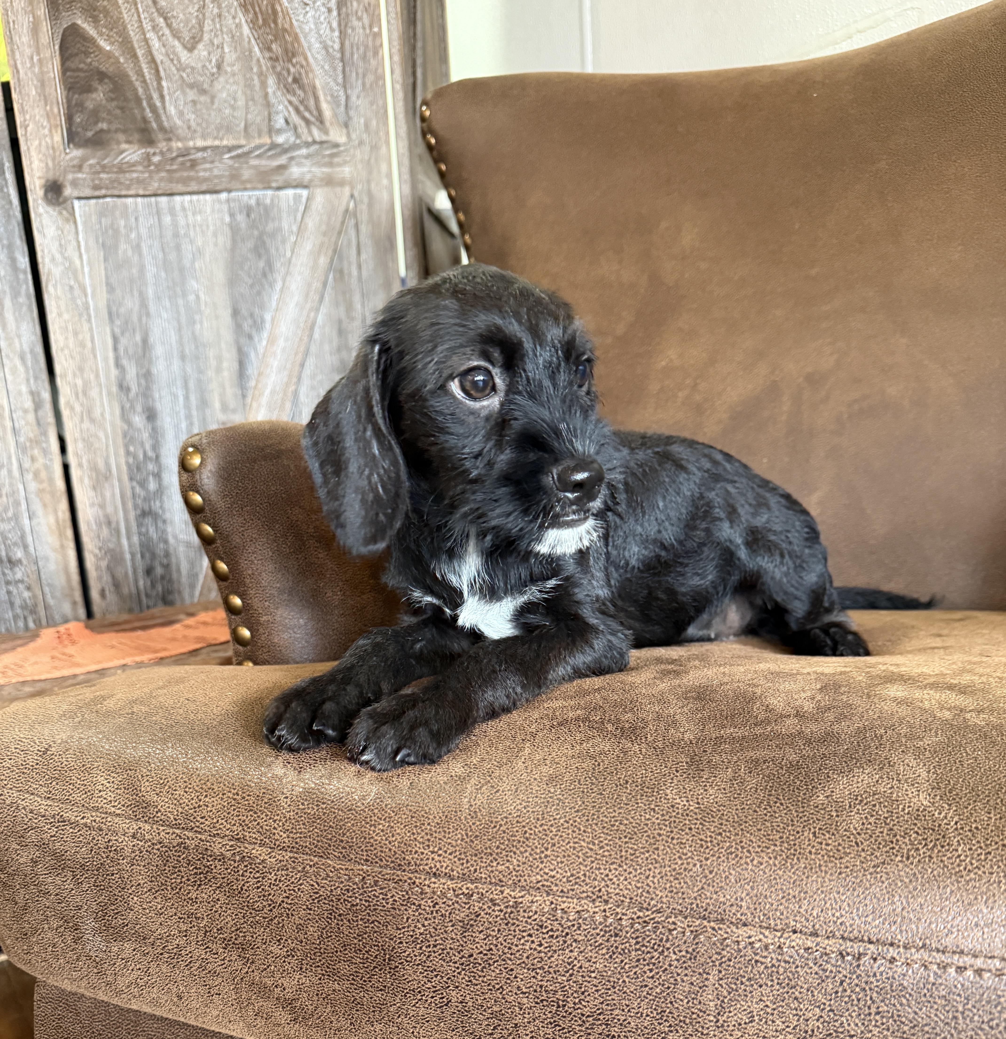 Suzi, a ADOPTABLE mixed breed in Iron Ridge, WI image 3/3