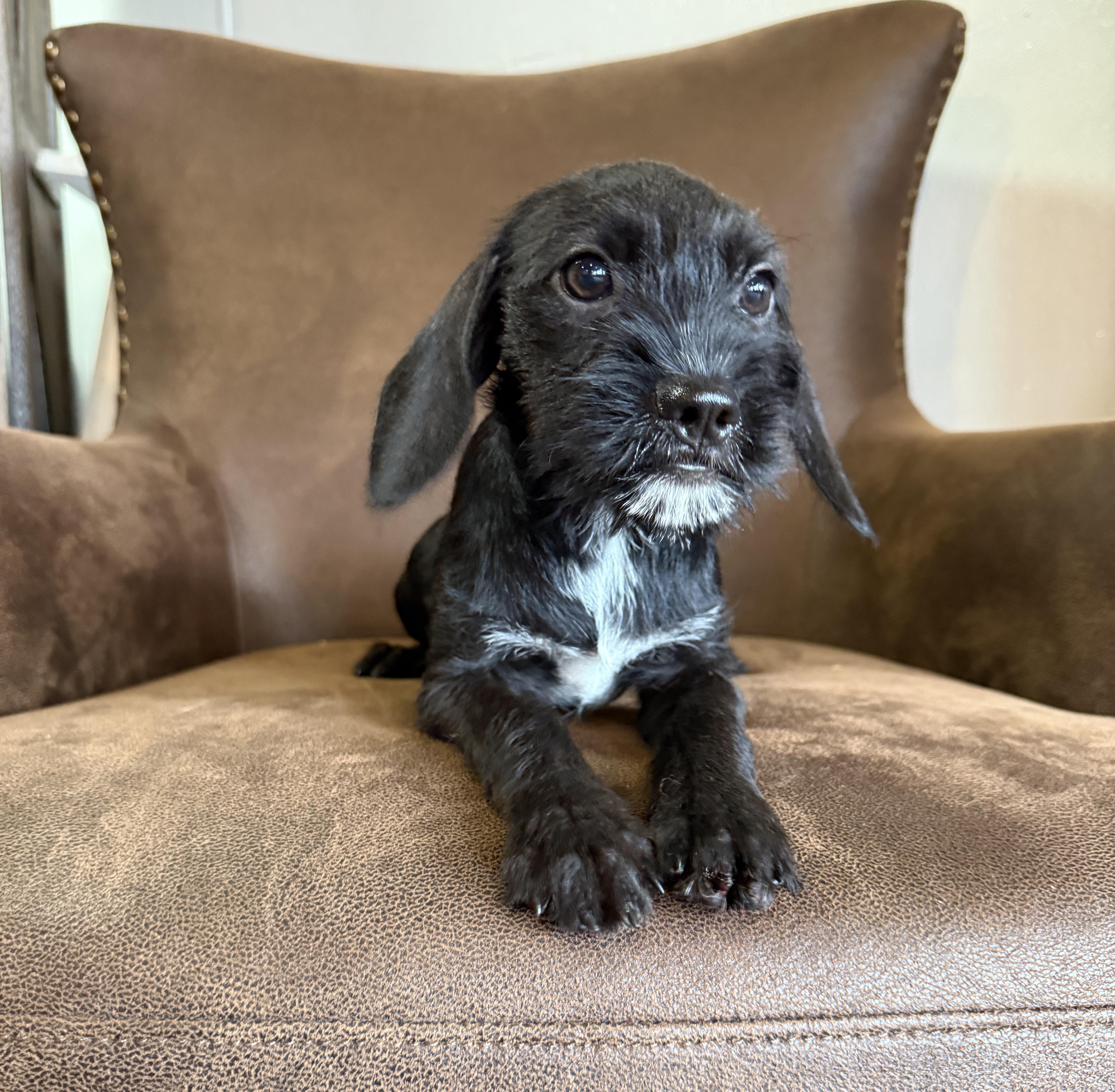 Suzi, a ADOPTABLE mixed breed in Iron Ridge, WI image 2/3