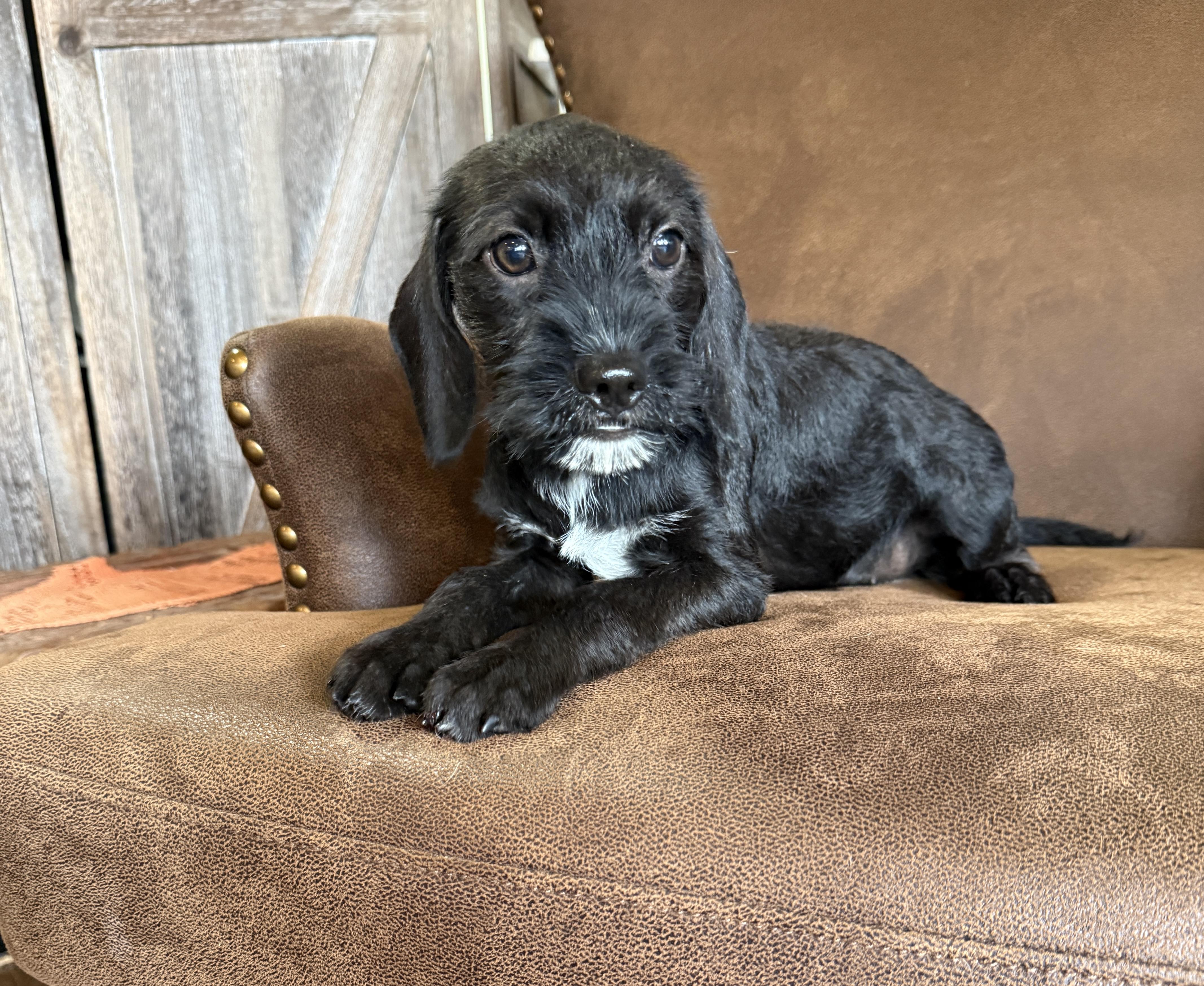 Suzi, a ADOPTABLE mixed breed in Iron Ridge, WI image 1/3