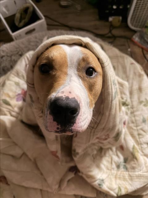 VIOLET, Adoptable, Young Female Pit Bull Terrier.