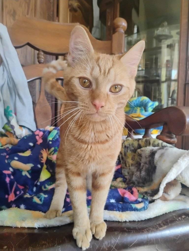 Tango, Adoptable, Young Male Domestic Short Hair.