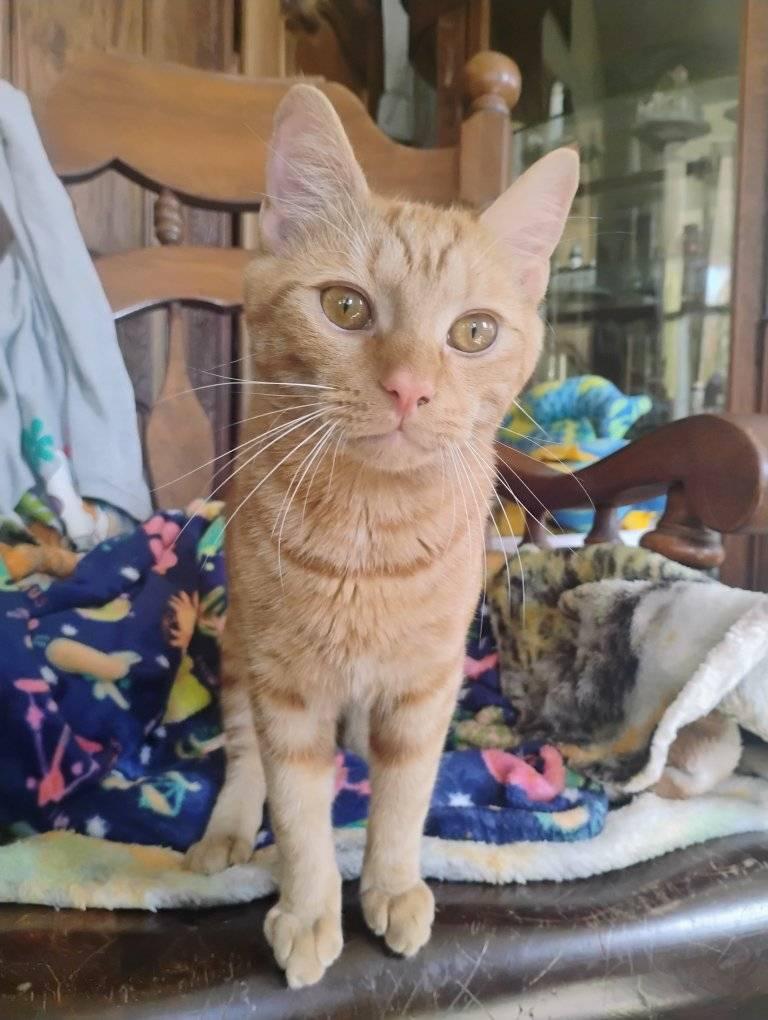 Enlarge Tango, a Adoptable Domestic Short Hair in Scotland Neck, NC image 3/5