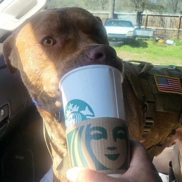 Enlarge Chance, a Adoptable mixed breed in East Hartford, CT image 1/6