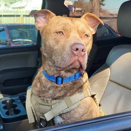 Enlarge Chance, a Adoptable mixed breed in East Hartford, CT image 2/6