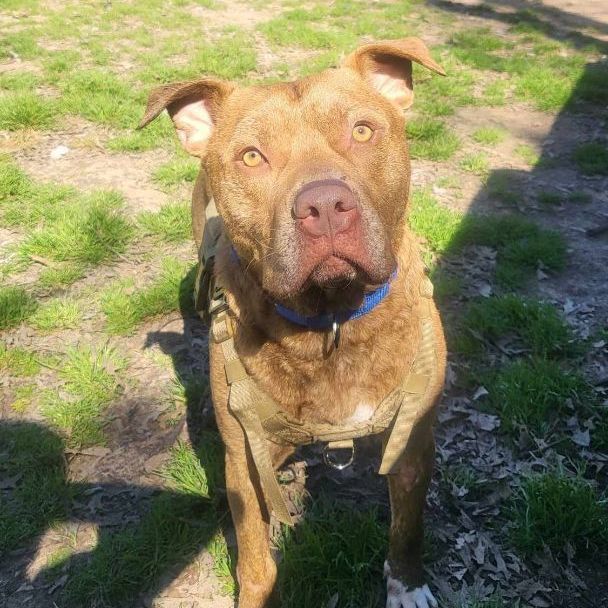 Enlarge Chance, a Adoptable mixed breed in East Hartford, CT image 3/6