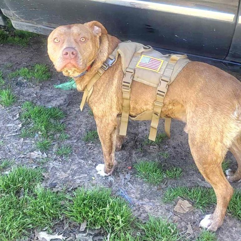 Enlarge Chance, a Adoptable mixed breed in East Hartford, CT image 4/6