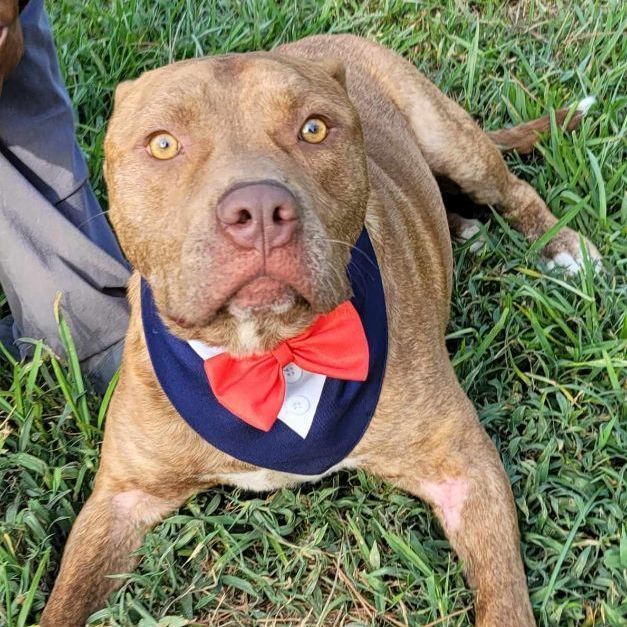 Enlarge Chance, a Adoptable mixed breed in East Hartford, CT image 5/6