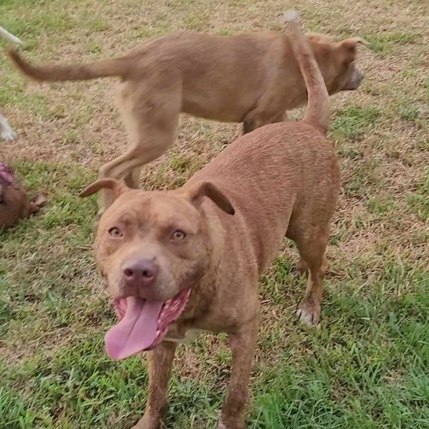 Enlarge Chance, a Adoptable mixed breed in East Hartford, CT image 6/6
