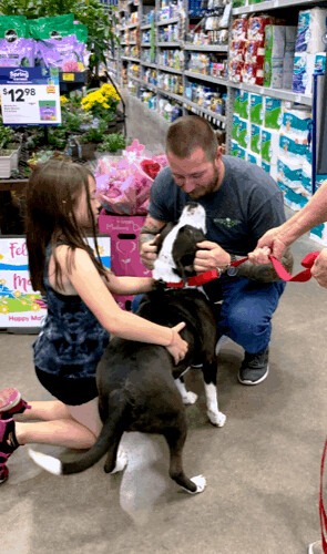 FINN, Adoptable, Adult Male Border Collie & Terrier.