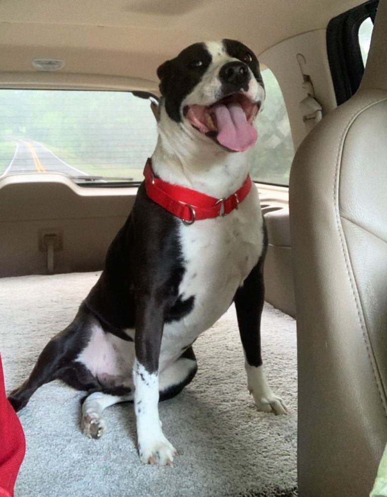 FINN, a Adoptable mixed breed in Carrollton, TX image 2/13