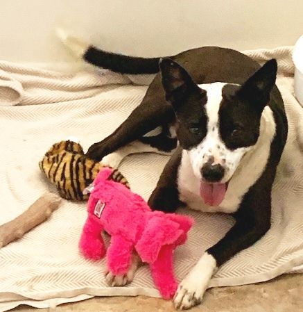 FINN, a Adoptable mixed breed in Carrollton, TX image 3/13