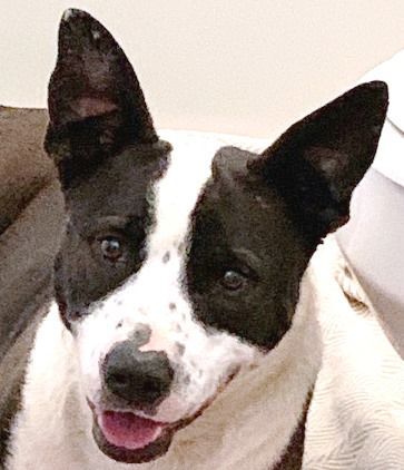 FINN, a Adoptable mixed breed in Carrollton, TX image 4/13