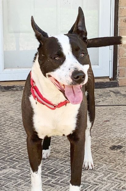 FINN, a Adoptable mixed breed in Carrollton, TX image 5/13