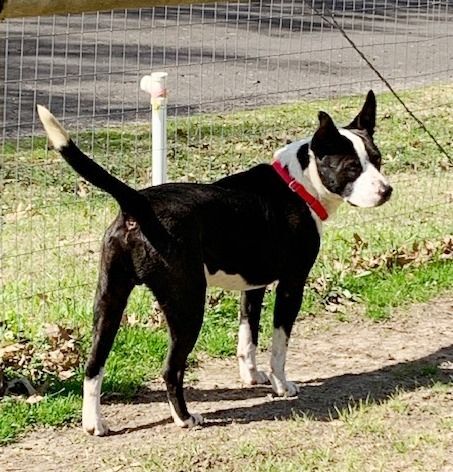 FINN, a Adoptable mixed breed in Carrollton, TX image 6/13