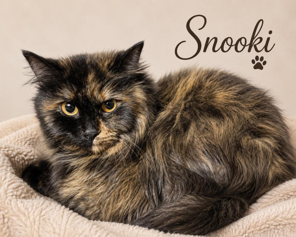 Snooki, a Adoptable mixed breed in Dalton, GA image 4/4