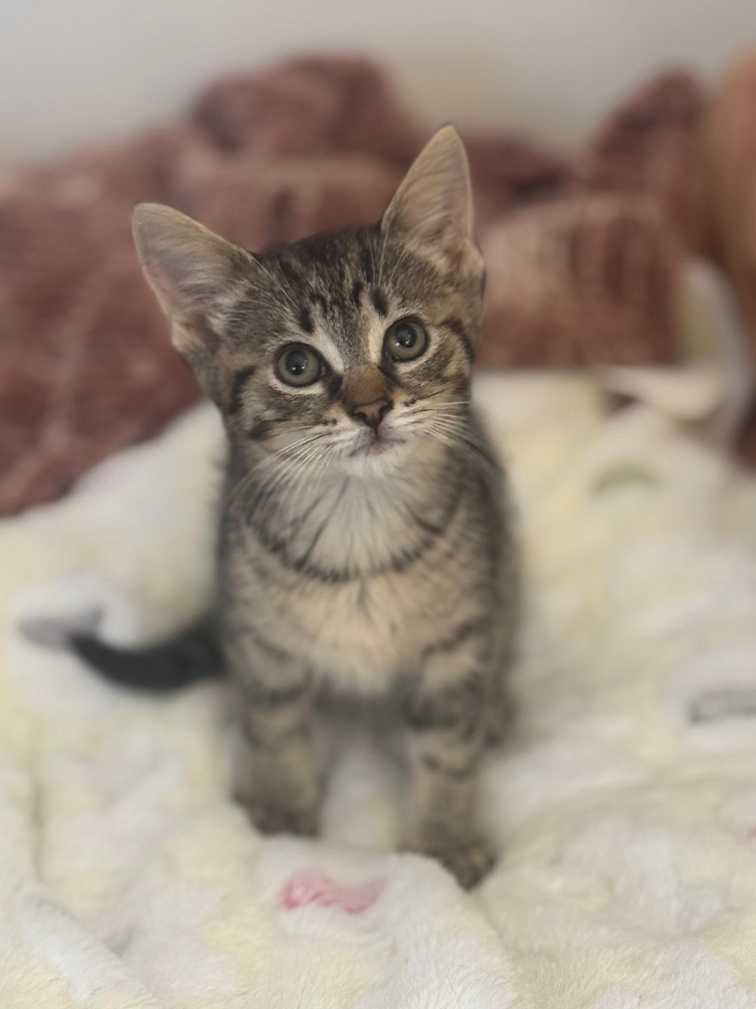 Johnny, Adoptable, Kitten Male Domestic Short Hair.