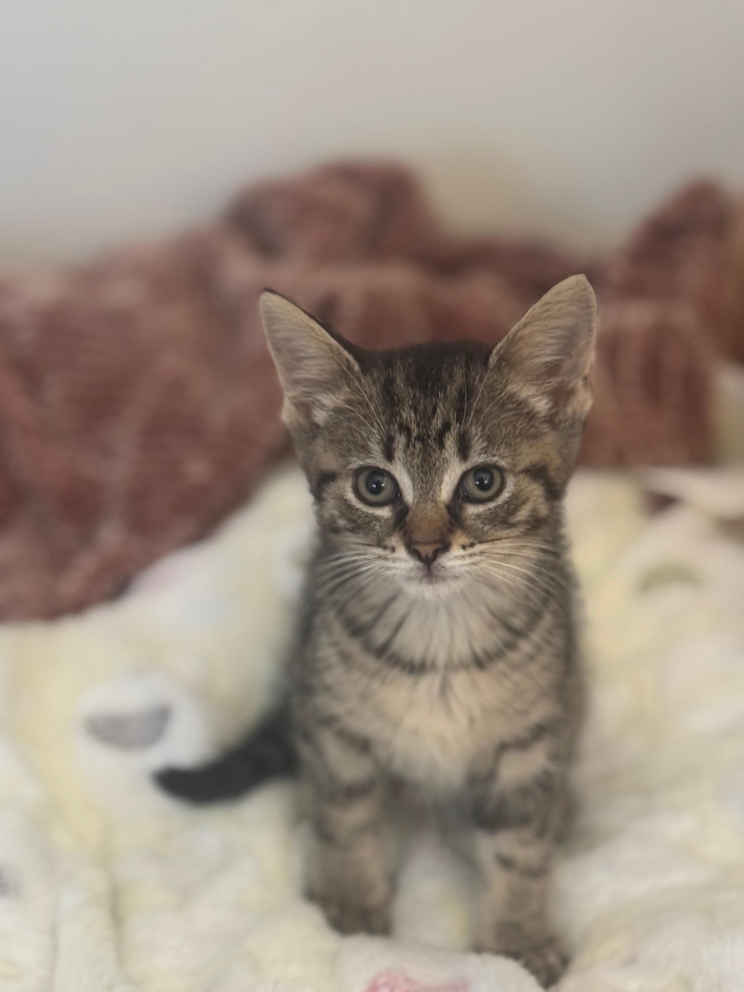 Johnny, a Adoptable Domestic Short Hair in Toledo, OH image 2/2