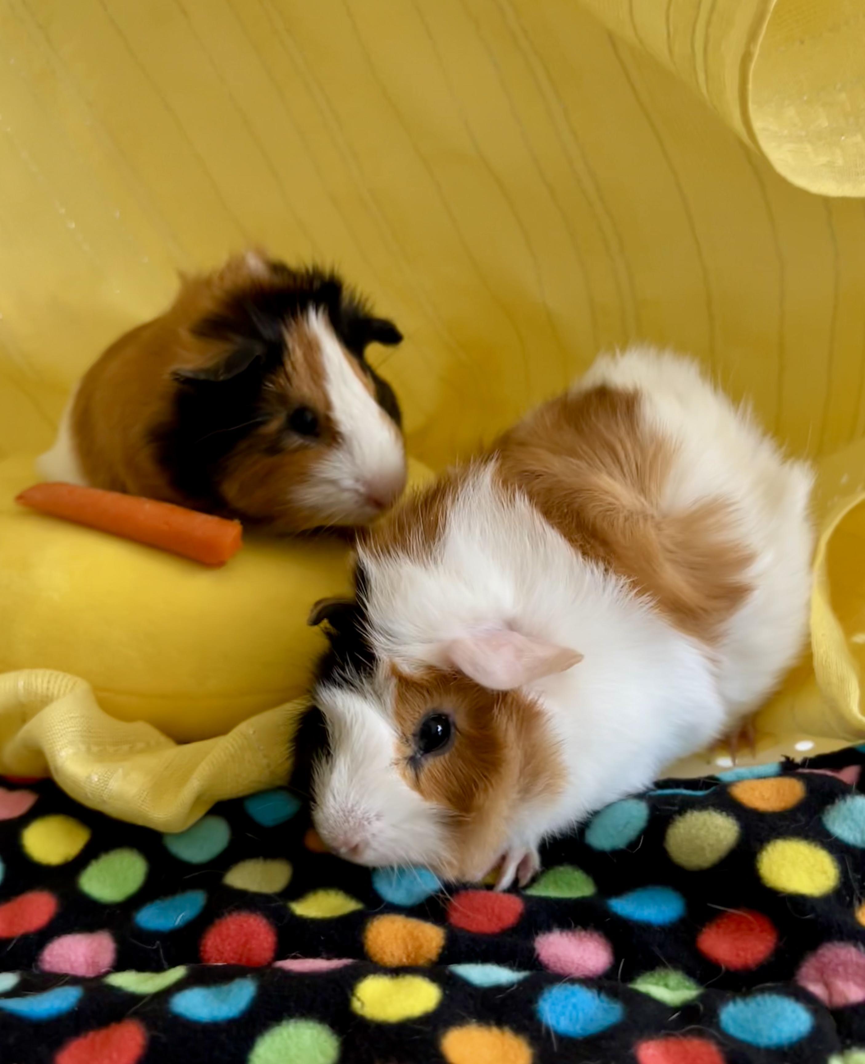 Dillypop & Butterpop, Baby Female Abyssinian