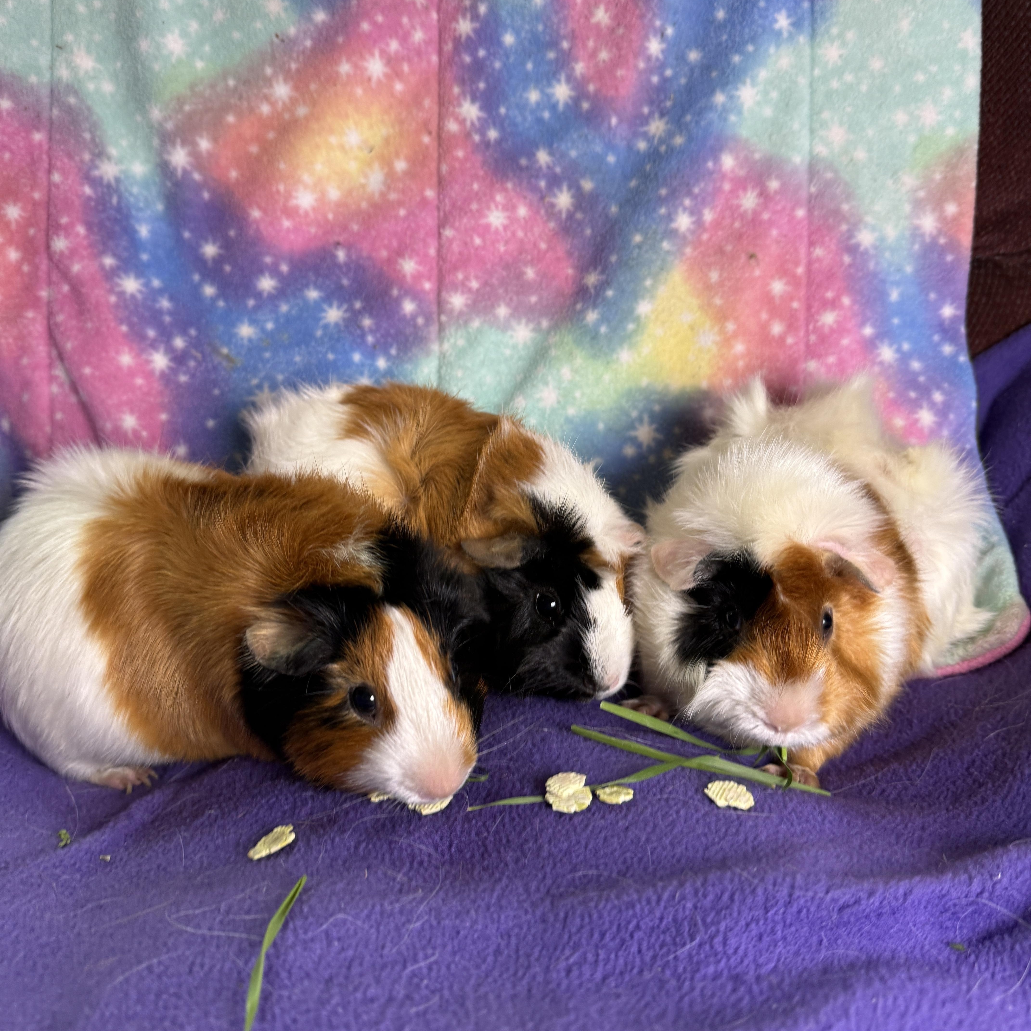 Enlarge PIcklepop, Dillypop & Butterpop- Special Needs, an adoptable Abyssinian in San Antonio, TX image 1/4