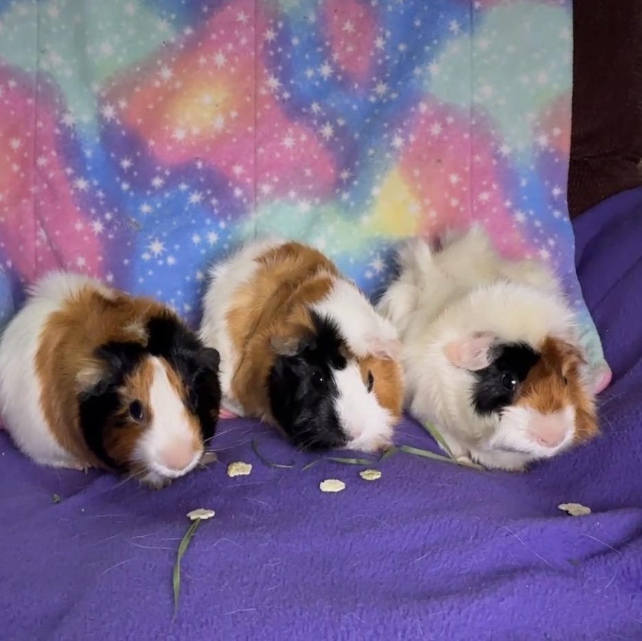 Enlarge PIcklepop, Dillypop & Butterpop- Special Needs, an adoptable Abyssinian in San Antonio, TX image 2/4