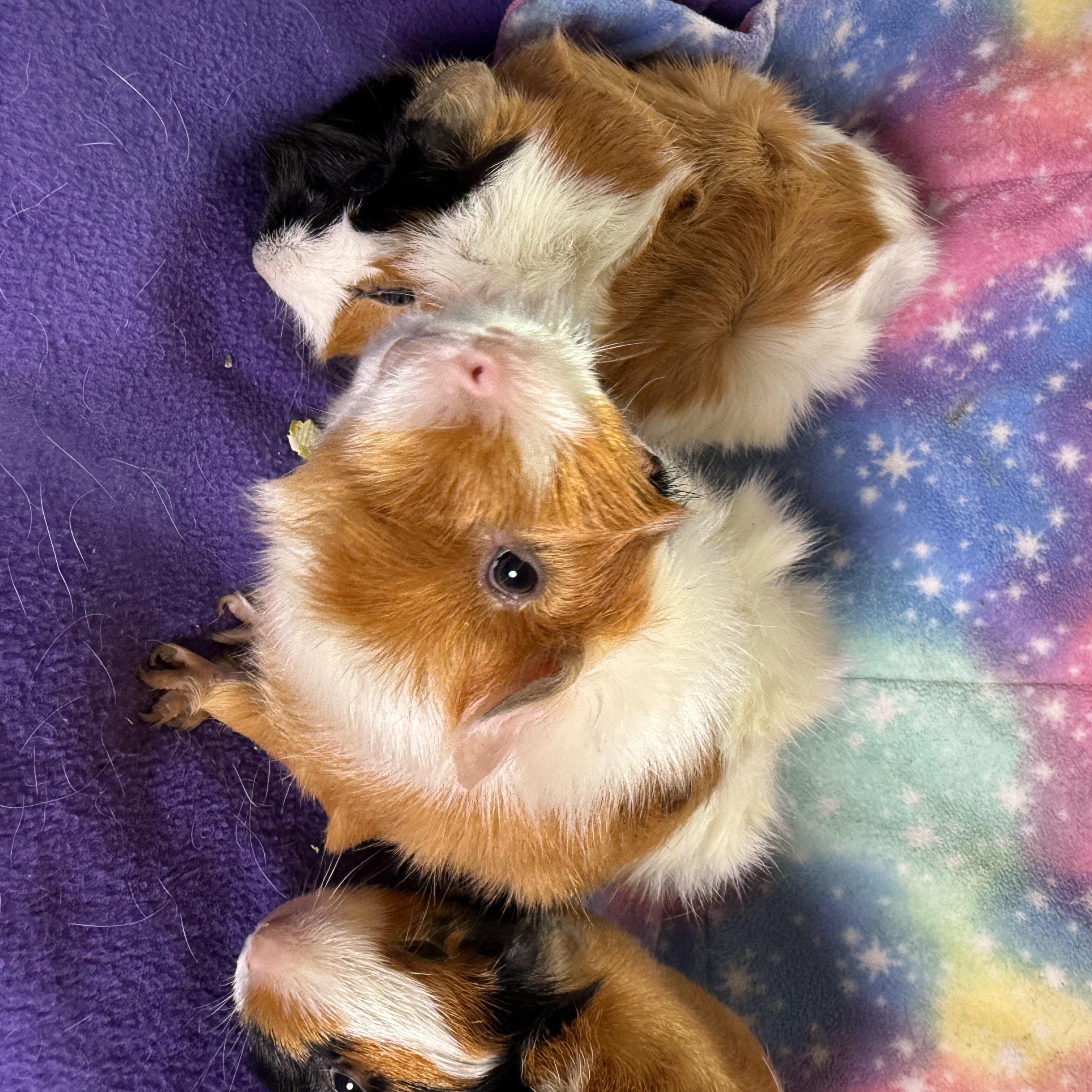 Enlarge PIcklepop, Dillypop & Butterpop- Special Needs, an adoptable Abyssinian in San Antonio, TX image 3/4