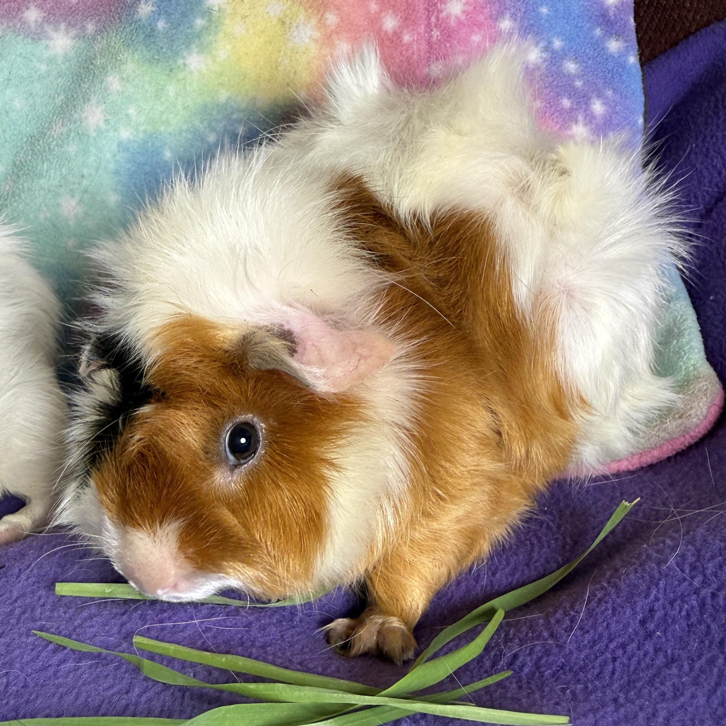 Enlarge PIcklepop, Dillypop & Butterpop- Special Needs, an adoptable Abyssinian in San Antonio, TX image 4/4