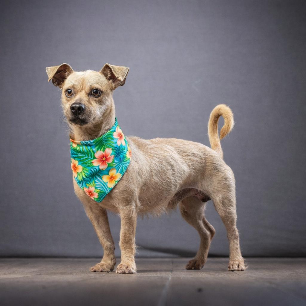 Jimbo — thumbnail 3