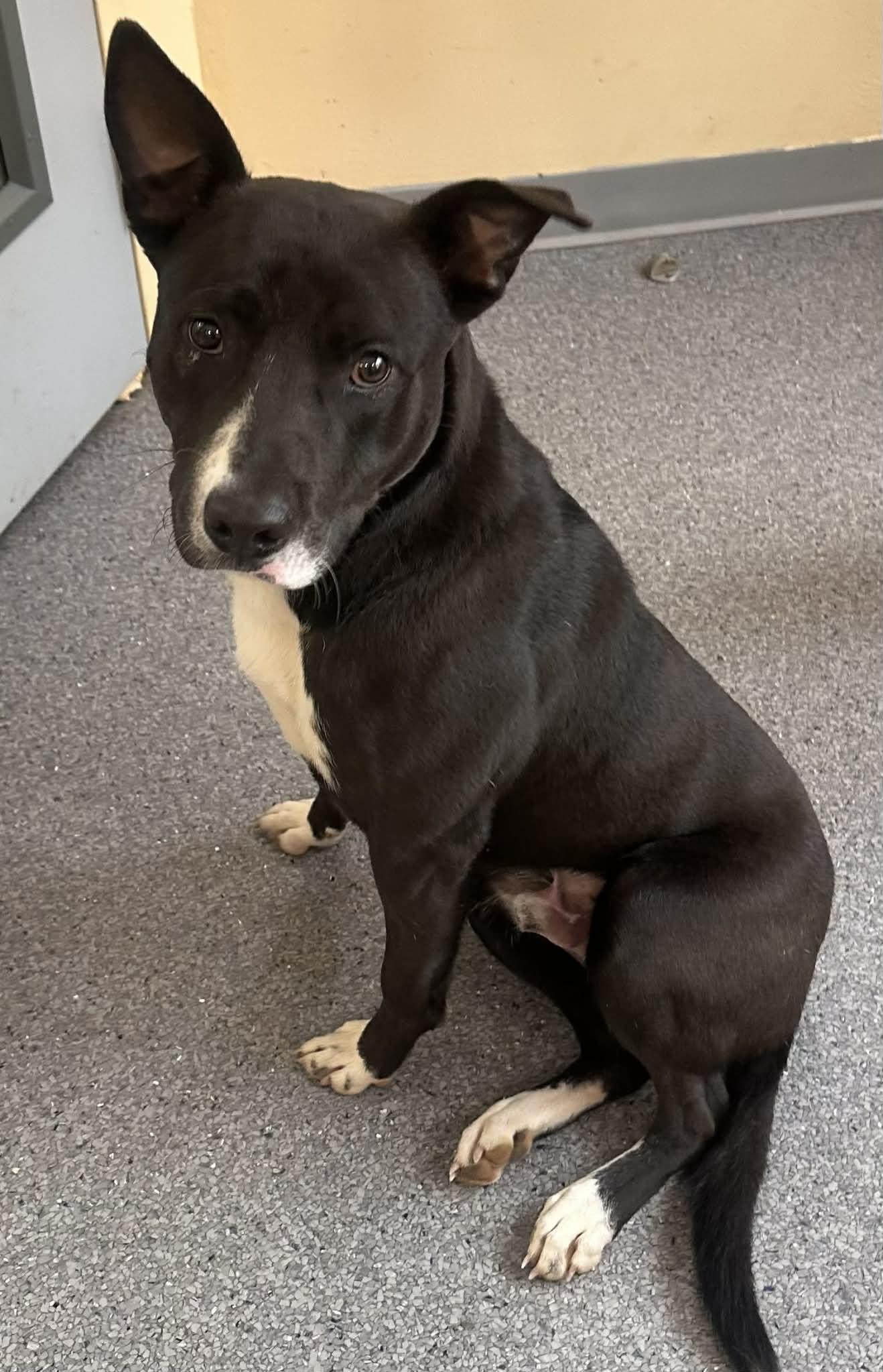 LOKI, Adoptable, Young Male Australian Cattle Dog / Blue Heeler & Pit Bull Terrier.