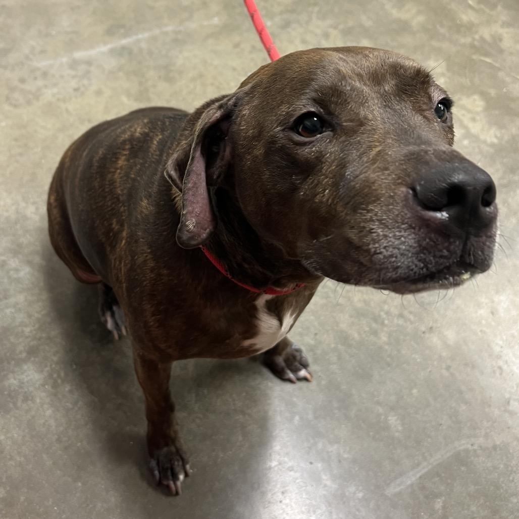 Siren, Adoptable, Senior Male Pit Bull Terrier.