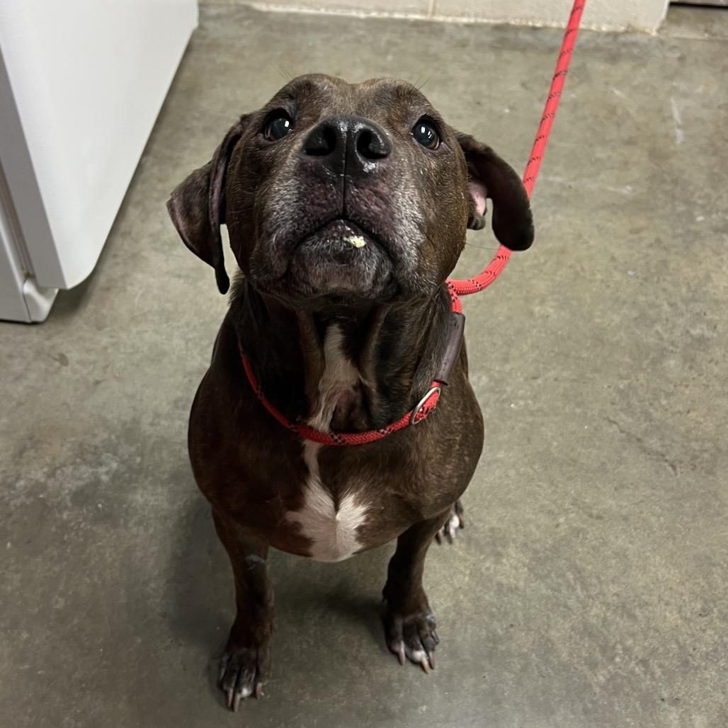 Enlarge Siren, a Adoptable Pit Bull Terrier in Manhattan, KS image 2/4