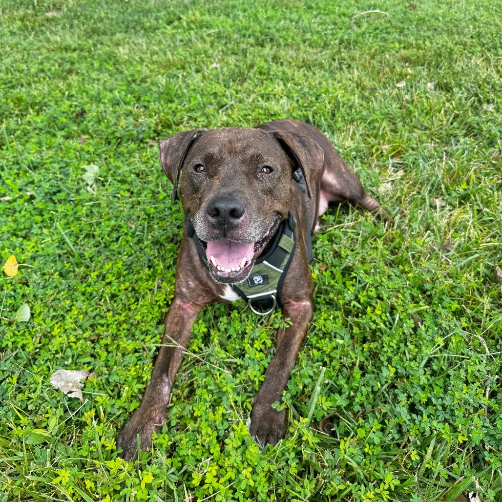Enlarge Siren, a Adoptable Pit Bull Terrier in Manhattan, KS image 3/4