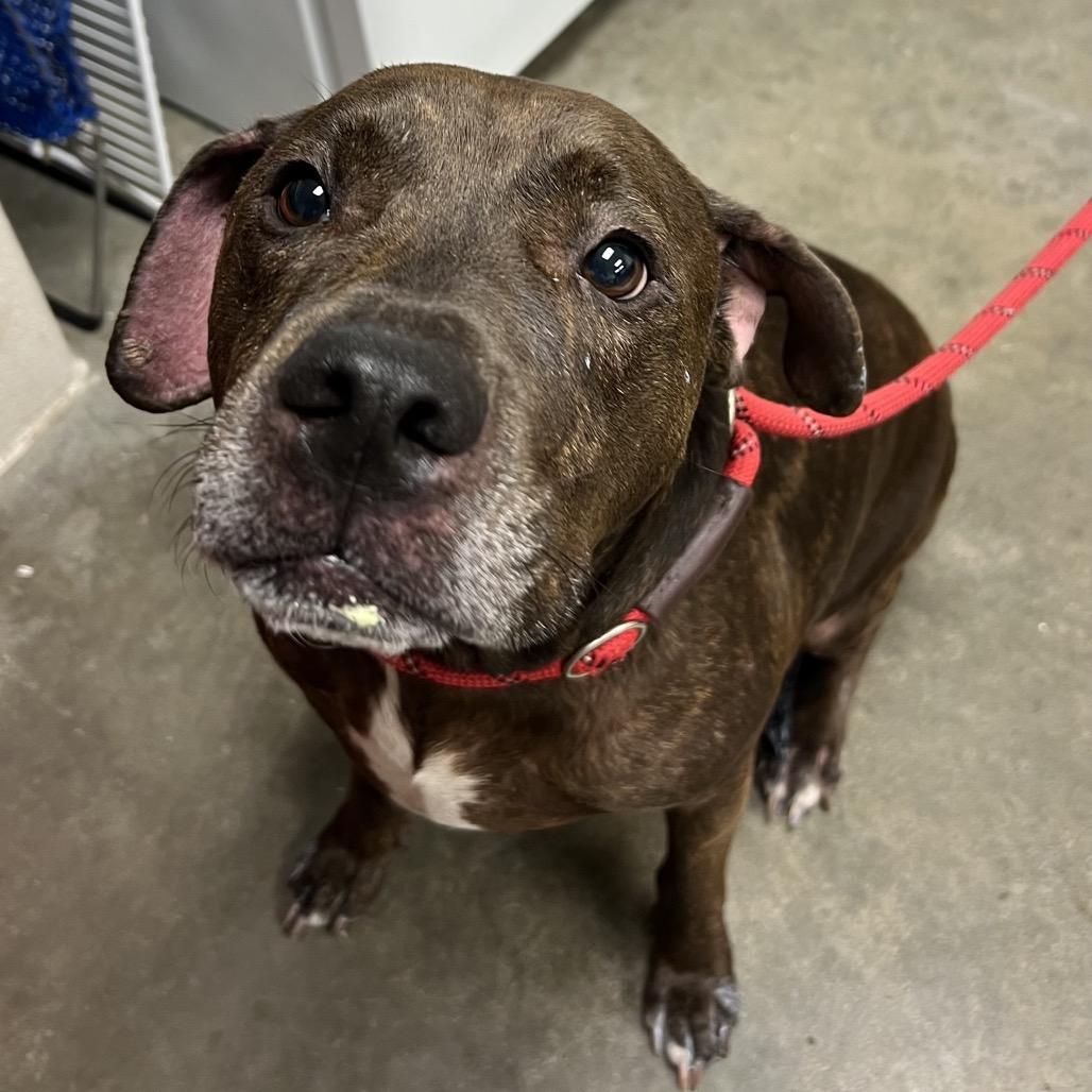 Enlarge Siren, a Adoptable Pit Bull Terrier in Manhattan, KS image 4/4