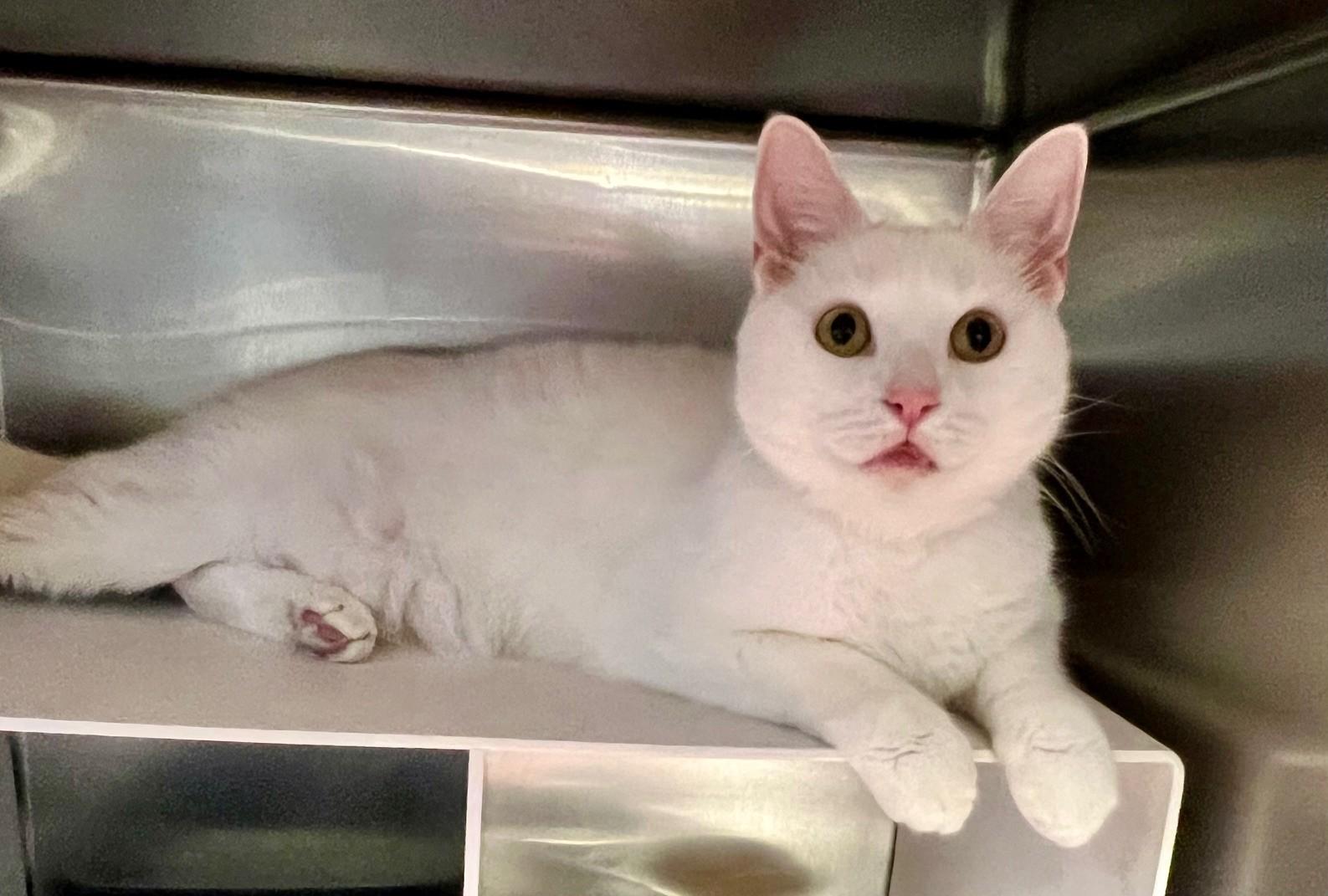 Charlie, ADOPTABLE, Adult Male Domestic Short Hair.