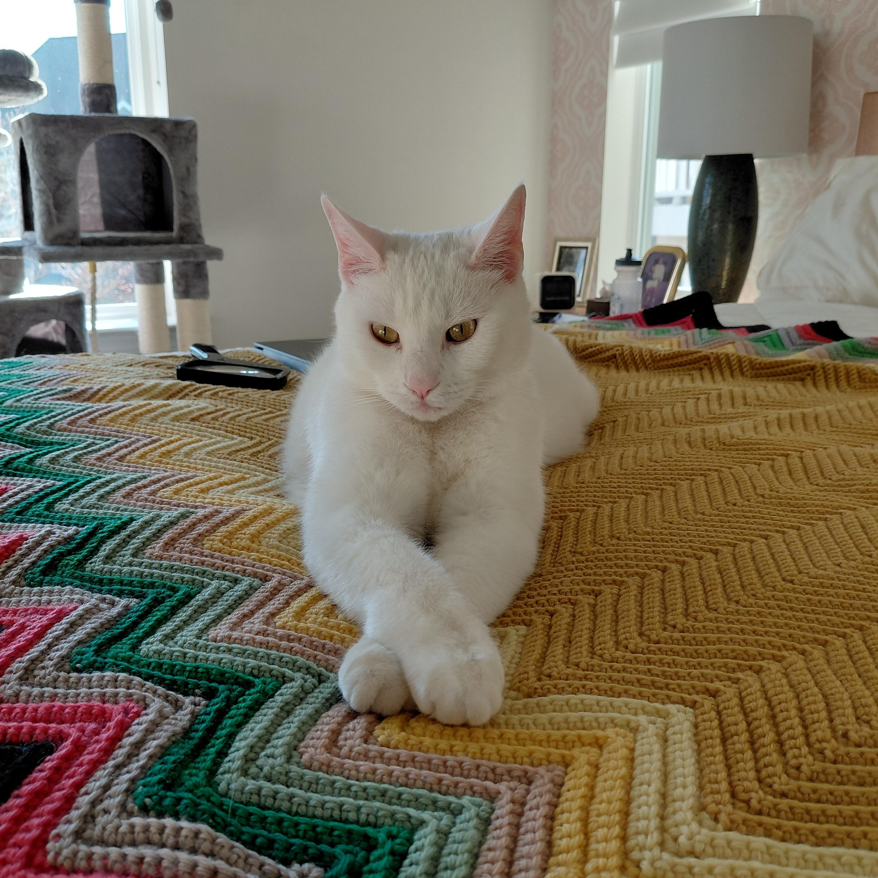 Enlarge Charlie, a ADOPTABLE Domestic Short Hair in Edinburg, VA image 5/6