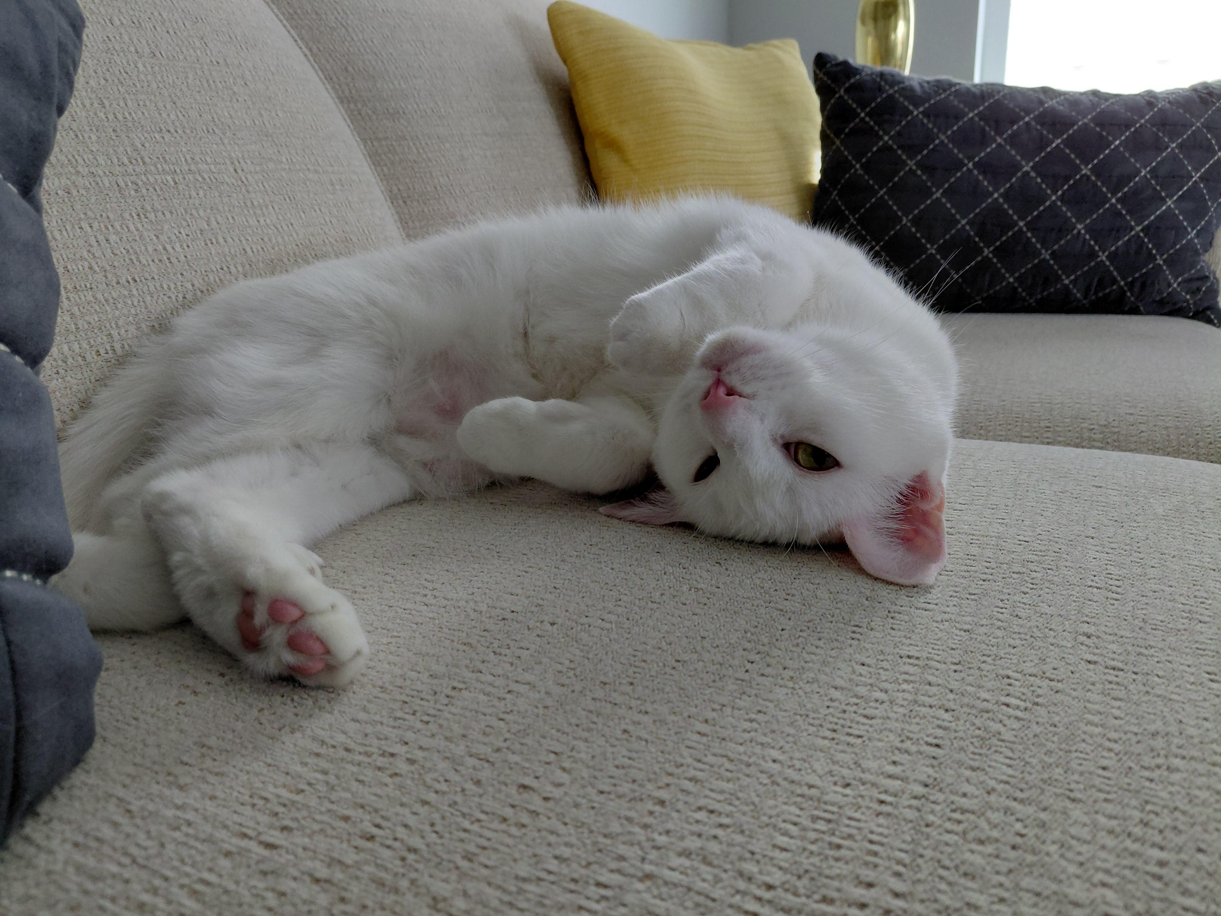 Enlarge Charlie, a ADOPTABLE Domestic Short Hair in Edinburg, VA image 6/6