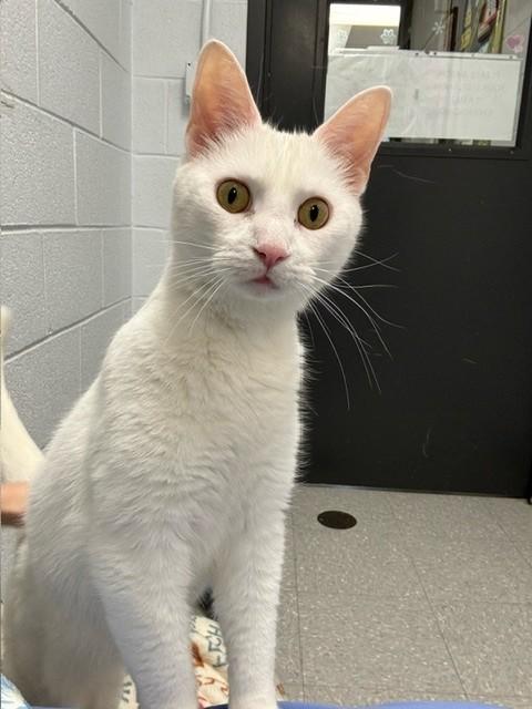 Enlarge Charlie, a ADOPTABLE Domestic Short Hair in Edinburg, VA image 2/6