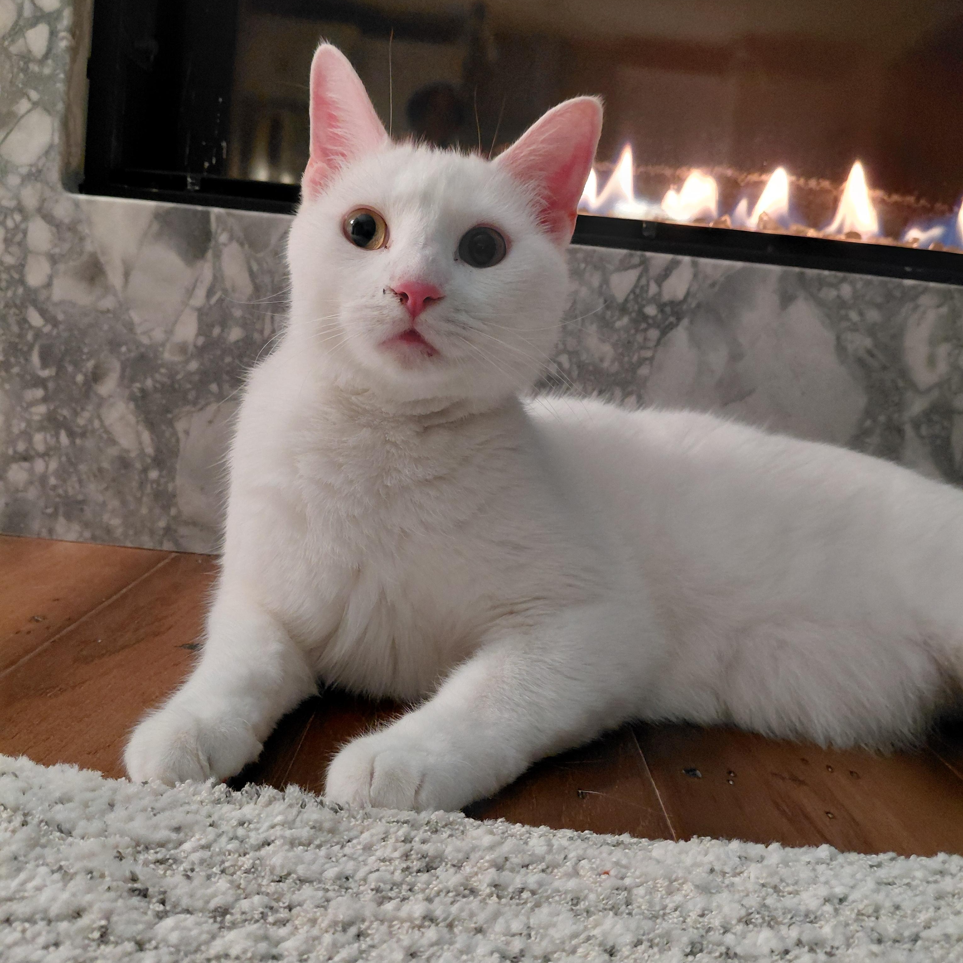 Enlarge Charlie, a ADOPTABLE Domestic Short Hair in Edinburg, VA image 1/6