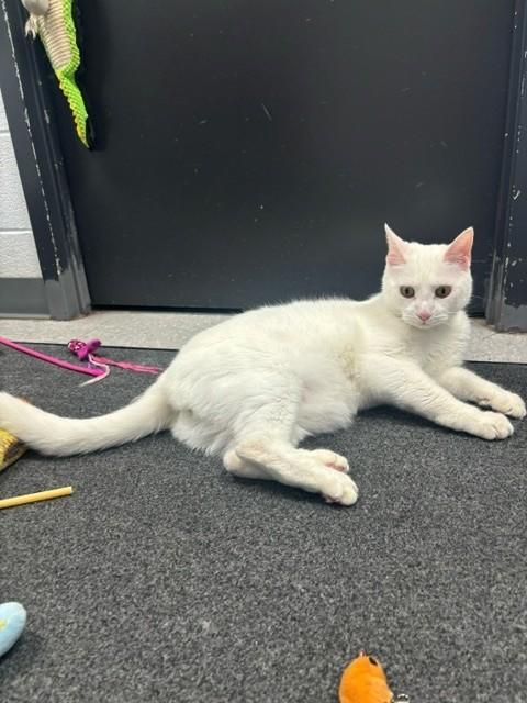 Enlarge Charlie, a ADOPTABLE Domestic Short Hair in Edinburg, VA image 4/6