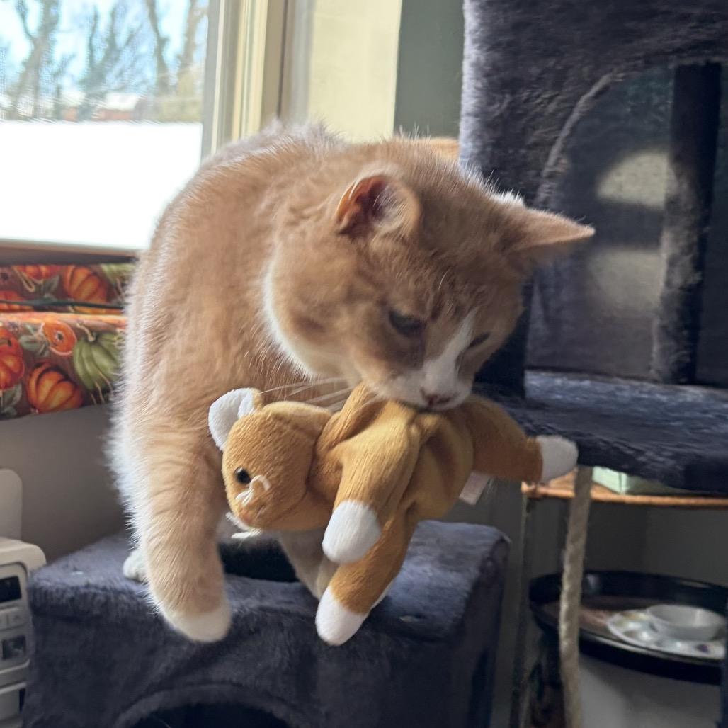 Simon, Adoptable, Adult Male Domestic Medium Hair.