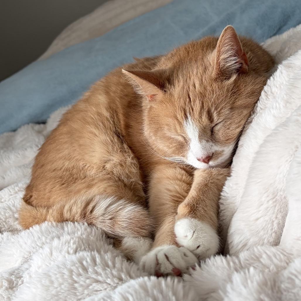 Enlarge Simon, a Adoptable Domestic Medium Hair in SLIPPERY ROCK, PA image 3/3