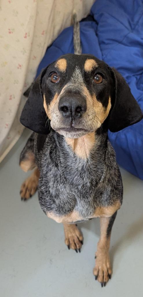 Enlarge Lucy, a Adoptable Bluetick Coonhound in Culpeper, VA image 1/1