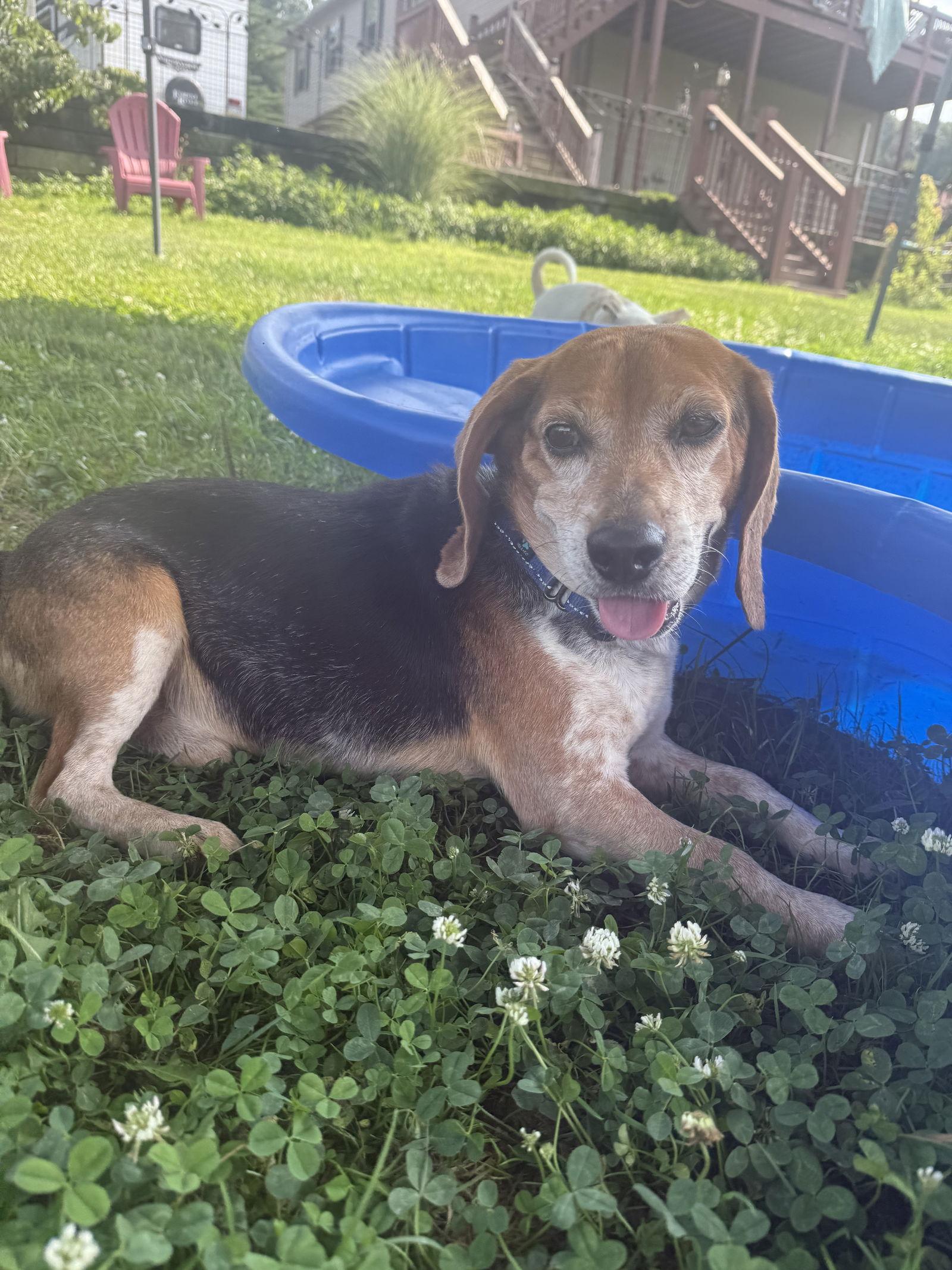 Mac, Adopted, Young Male Beagle.
