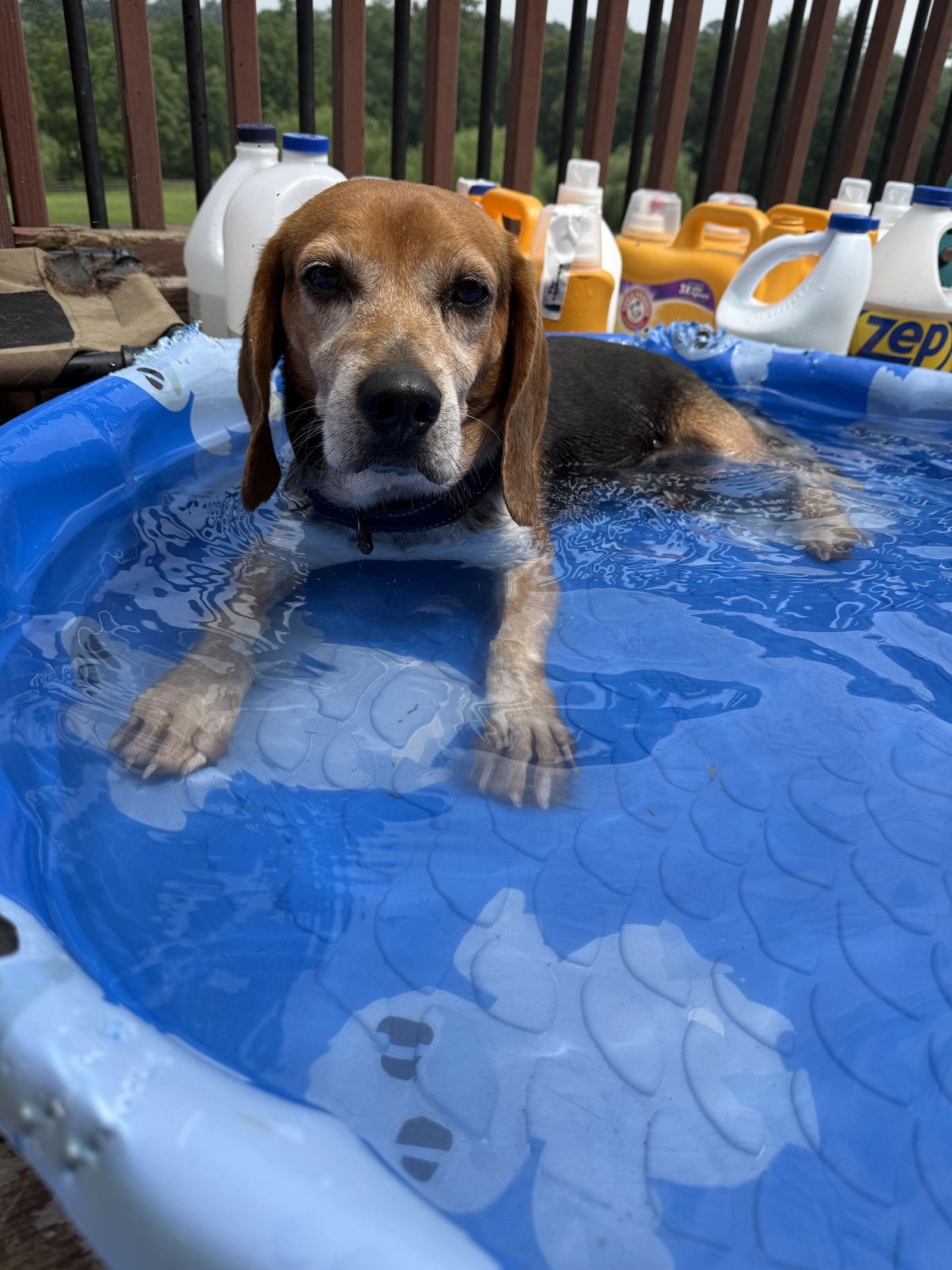 Enlarge Mac, a Adopted Beagle in Elizabethtown, PA image 2/2