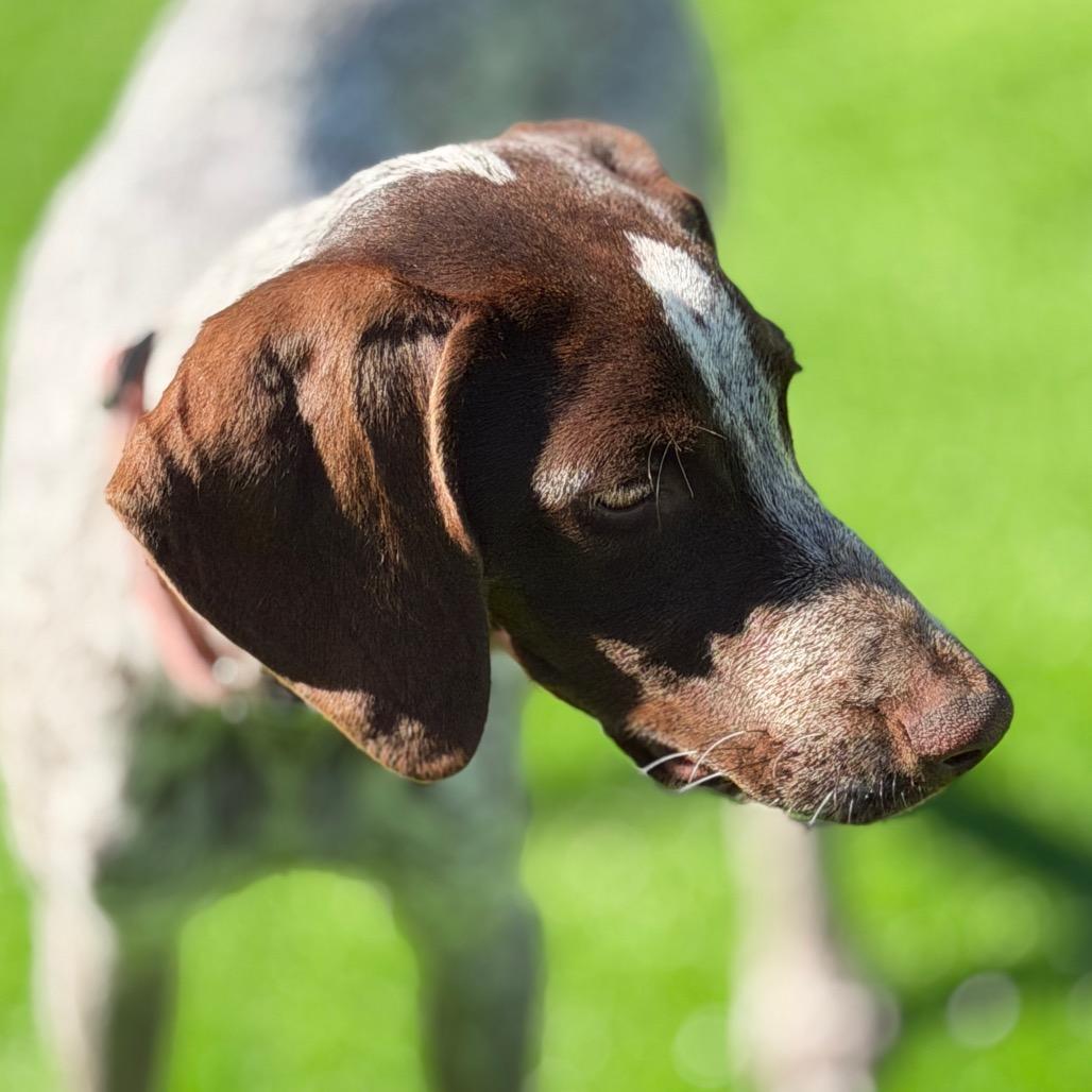 Enlarge Scarlett, a Adoptable German Shorthaired Pointer in Sarasota, FL image 1/6