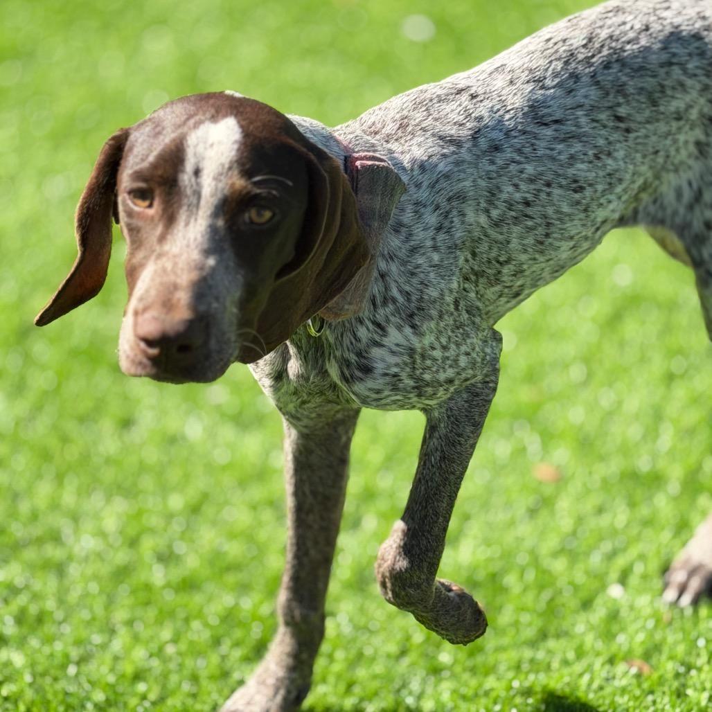 Enlarge Scarlett, a Adoptable German Shorthaired Pointer in Sarasota, FL image 2/6