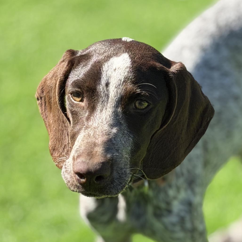 Enlarge Scarlett, a Adoptable German Shorthaired Pointer in Sarasota, FL image 4/6
